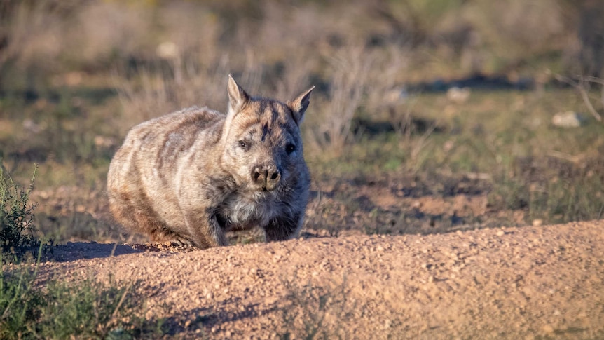 A wombat looks into the camera while standing in scrubland