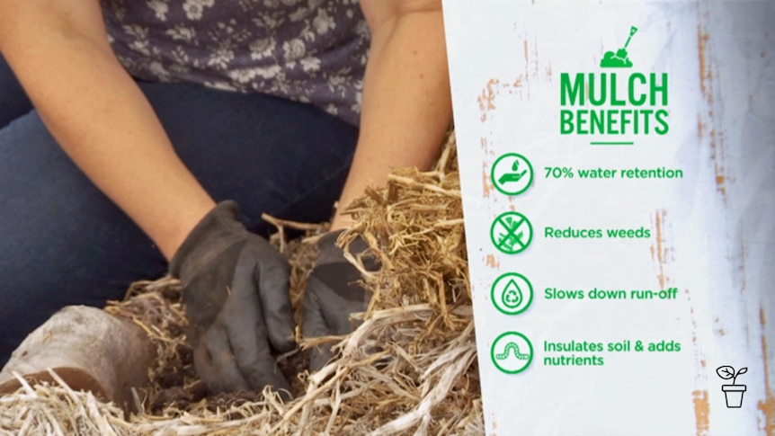 Gloved hands in mulch with text 'Mulch Benefits' on side of image