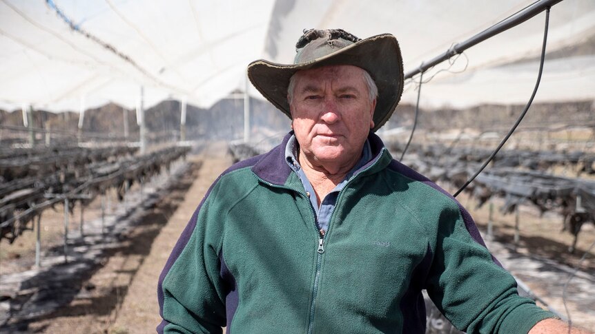 Farmer Ray Zanatta stands in his bushfire-destroyed hydroponic coriander farm at Stanthorpe.