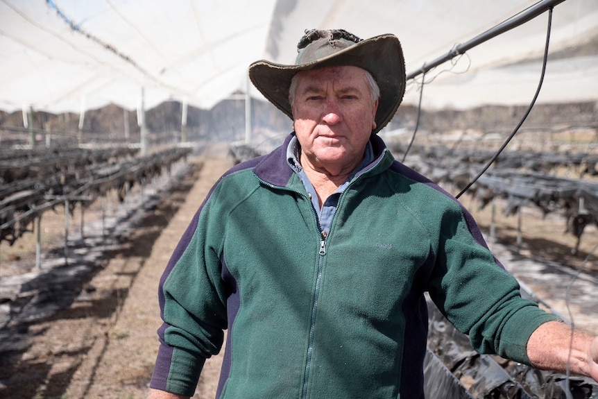 Farmer Ray Zanatta stands in his bushfire-destroyed hydroponic coriander farm at Stanthorpe.