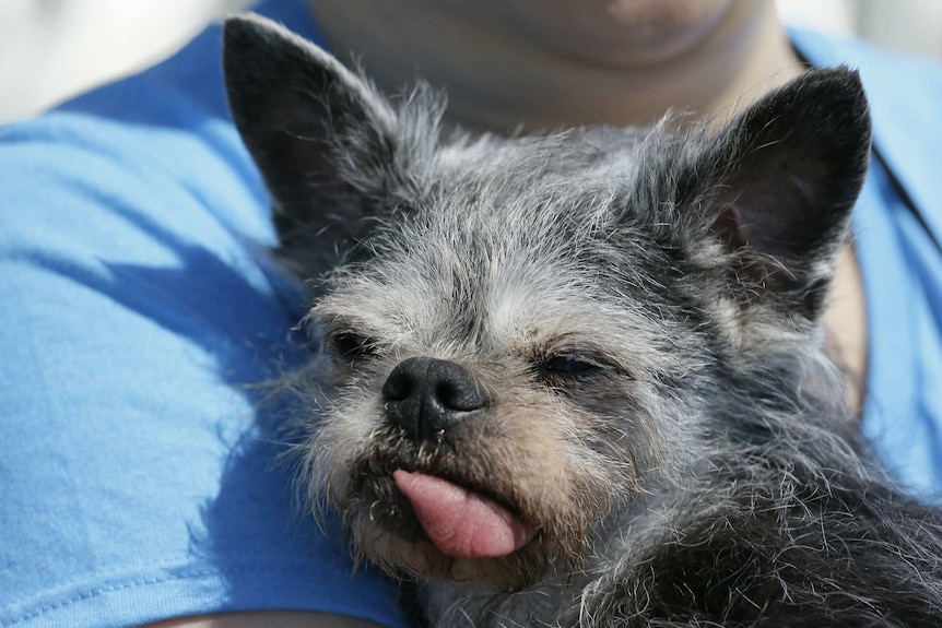 Brussels Griffon-pug mix with its tongue sticking out.