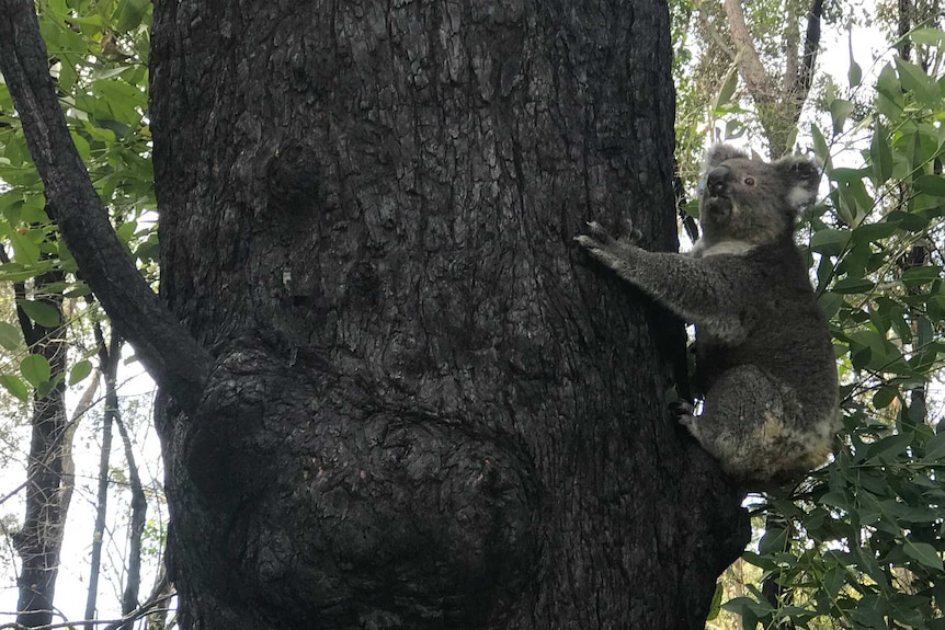 Anwen settled nicely in a tree