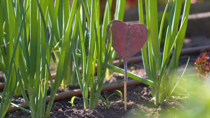 Cardboard heart on spike in outdoor vegie garden