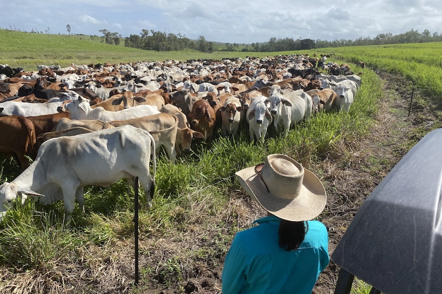 Adam Coffey's wife Jacynta observing cattle on their Miriam Vale property.