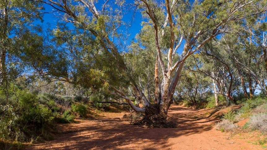 An old and wide gum tree stands in the middle of red dust creek bed