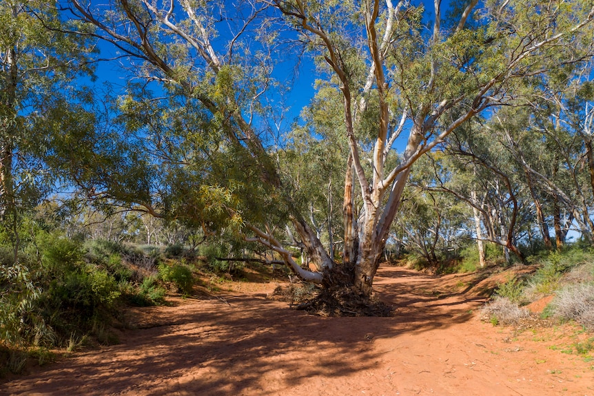 An old and wide gum tree stands in the middle of red dust creek bed