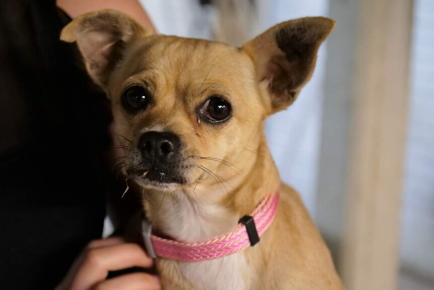A golden chihuahua cross looks into the camera