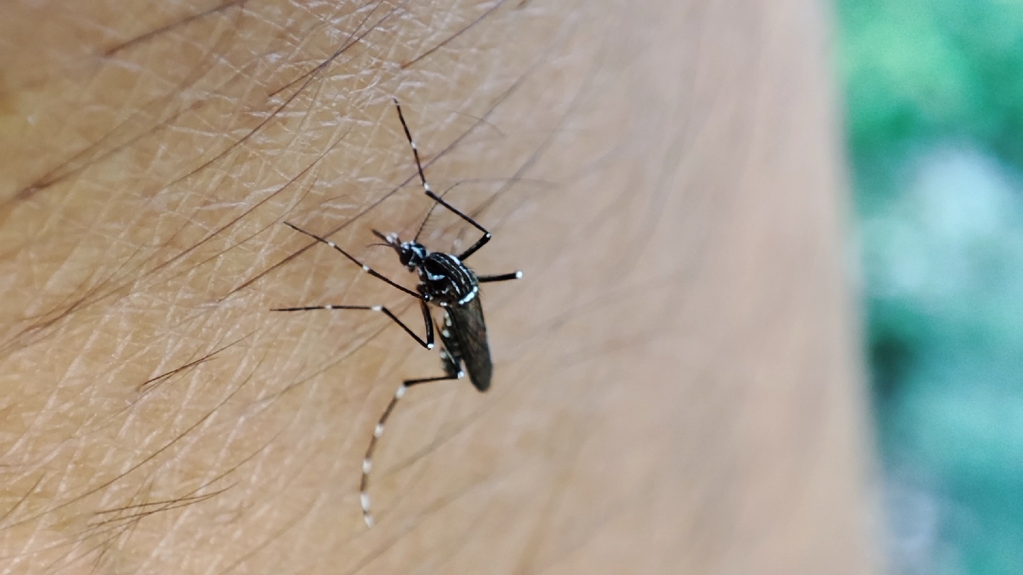 Close up photo of a mosquito on human skin.