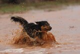 A small dog runs through a large puddle of water after rain