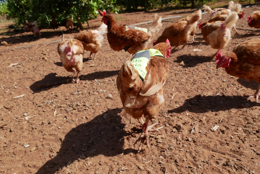 Chicken wearing a high-vis vest in front of several other chickens