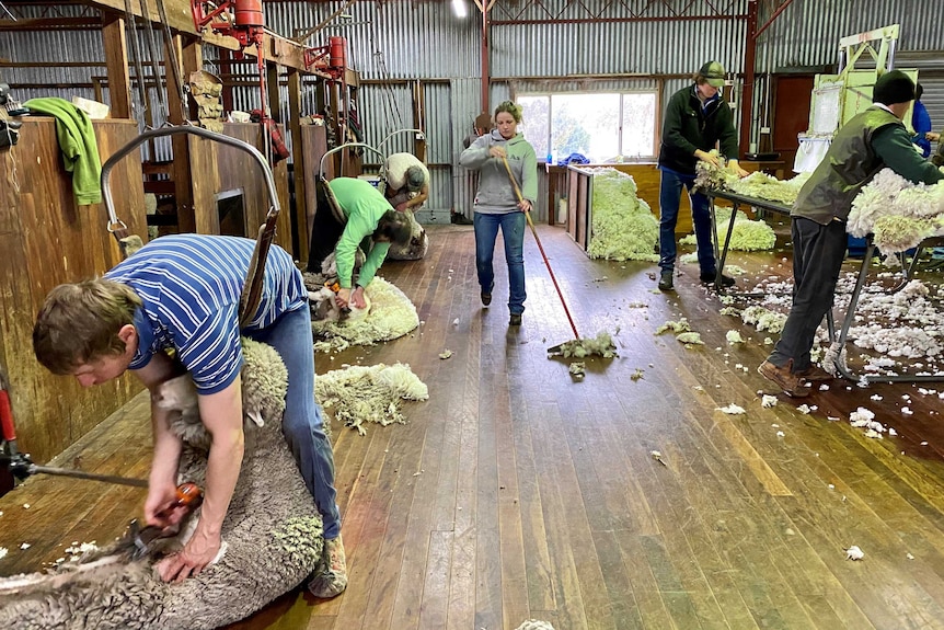 Shearers working in wool shed