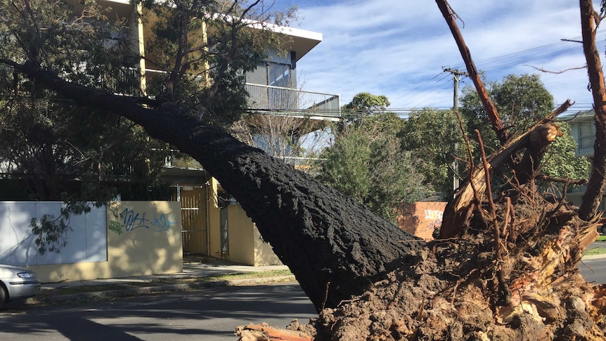 A tree over Brunswick Road is wedged against an apartment block.