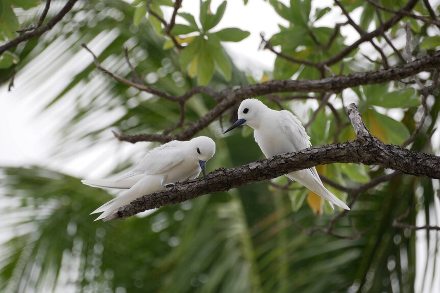A pair of white terns perched in a tree on West Island.