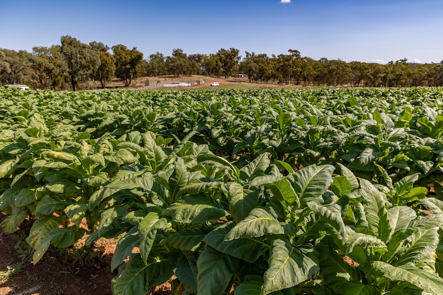 A crop of tobacco