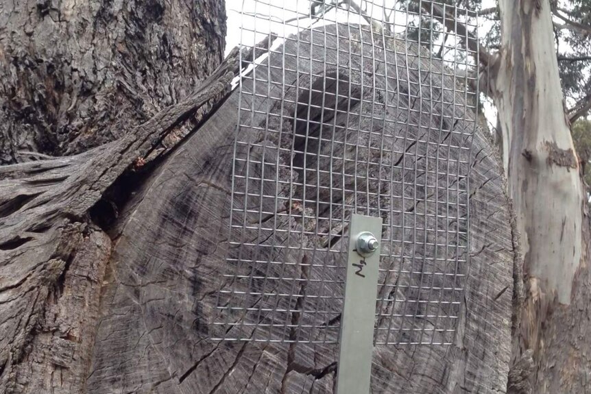 Possum gate protecting swift parrot hollow.