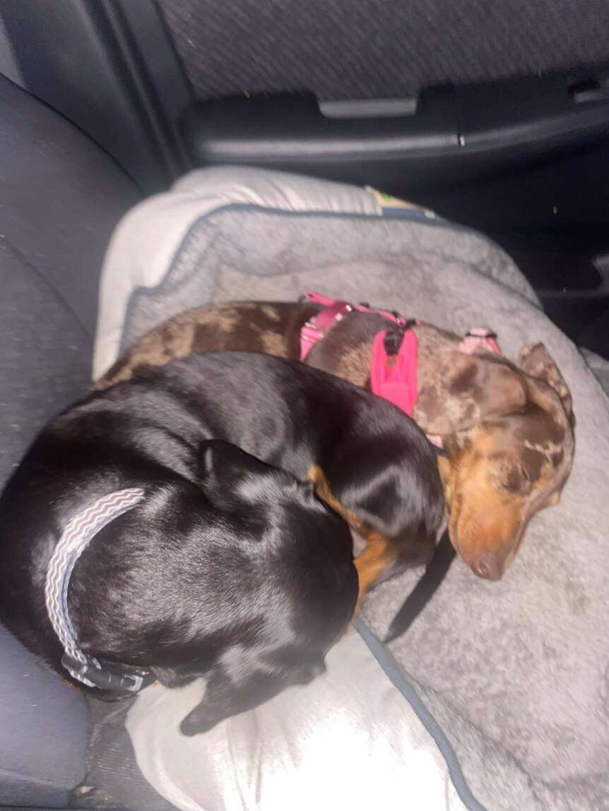 Two dachshunds cuddled up together on the back of a car seat 
