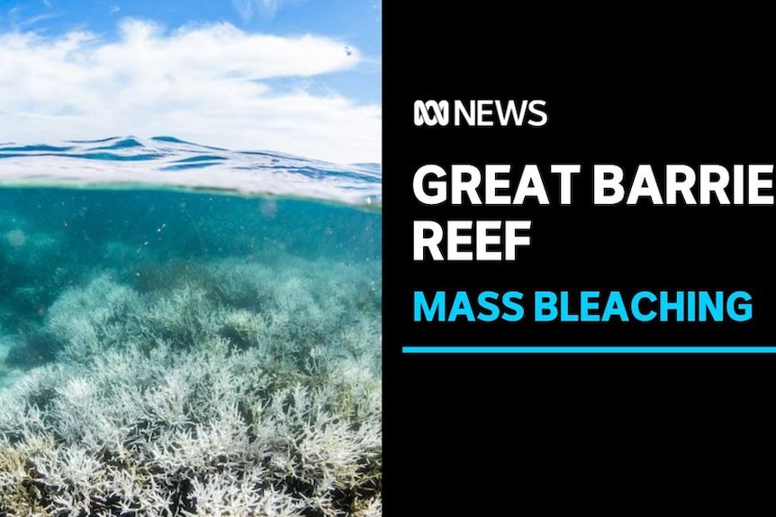 Great Barrier Reef, Mass Bleaching: A cross-section-style photo of the ocean shows bleached coral under the water's surface.