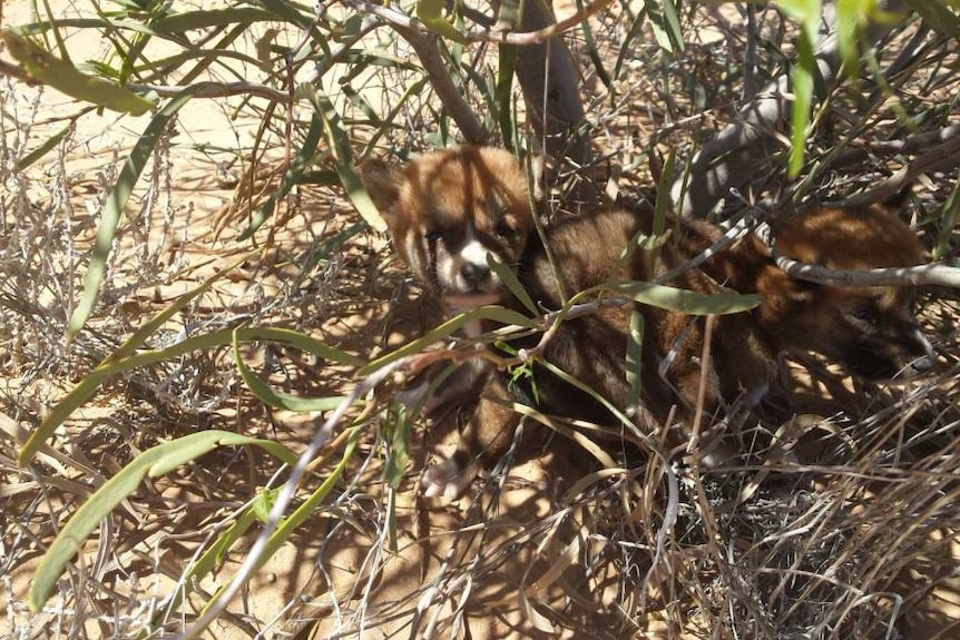 A dingo pup hiding in a bush