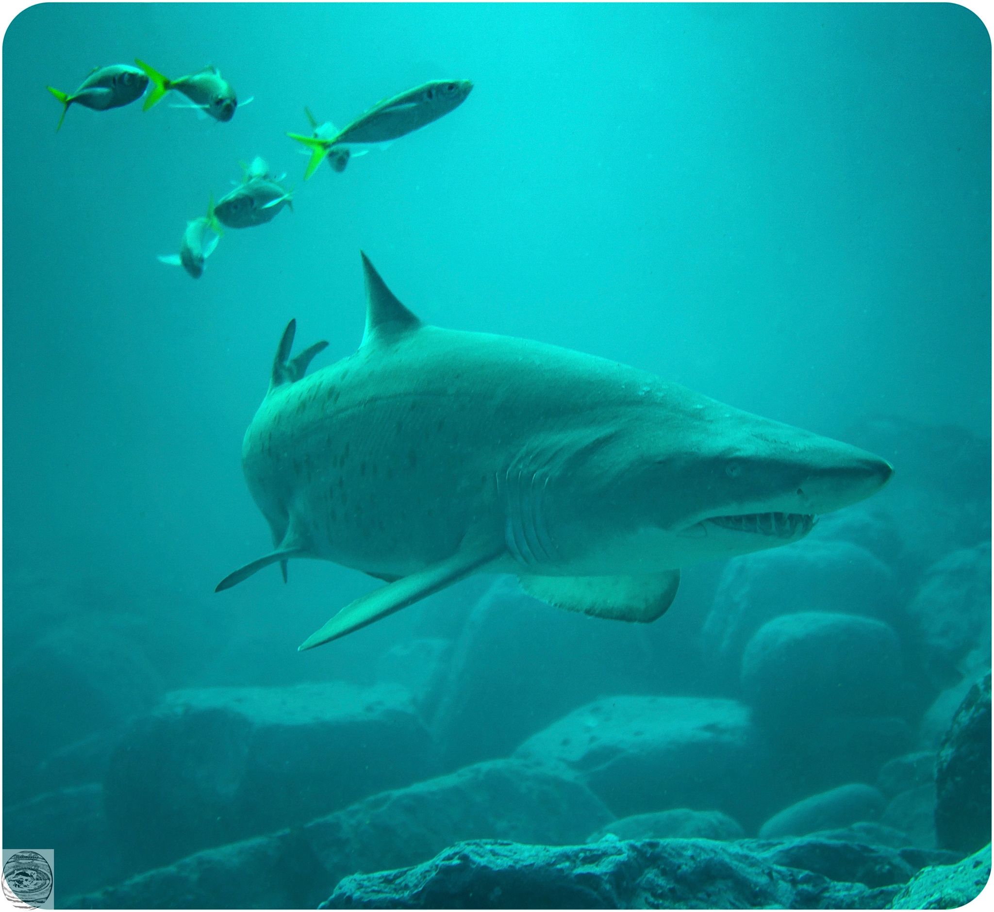 Grey nurse sharks 'thriving' at popular dive site but more research