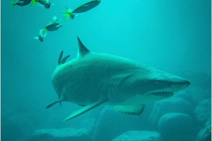A grey nurse shark swims past the camera with other small fish swimming near it.