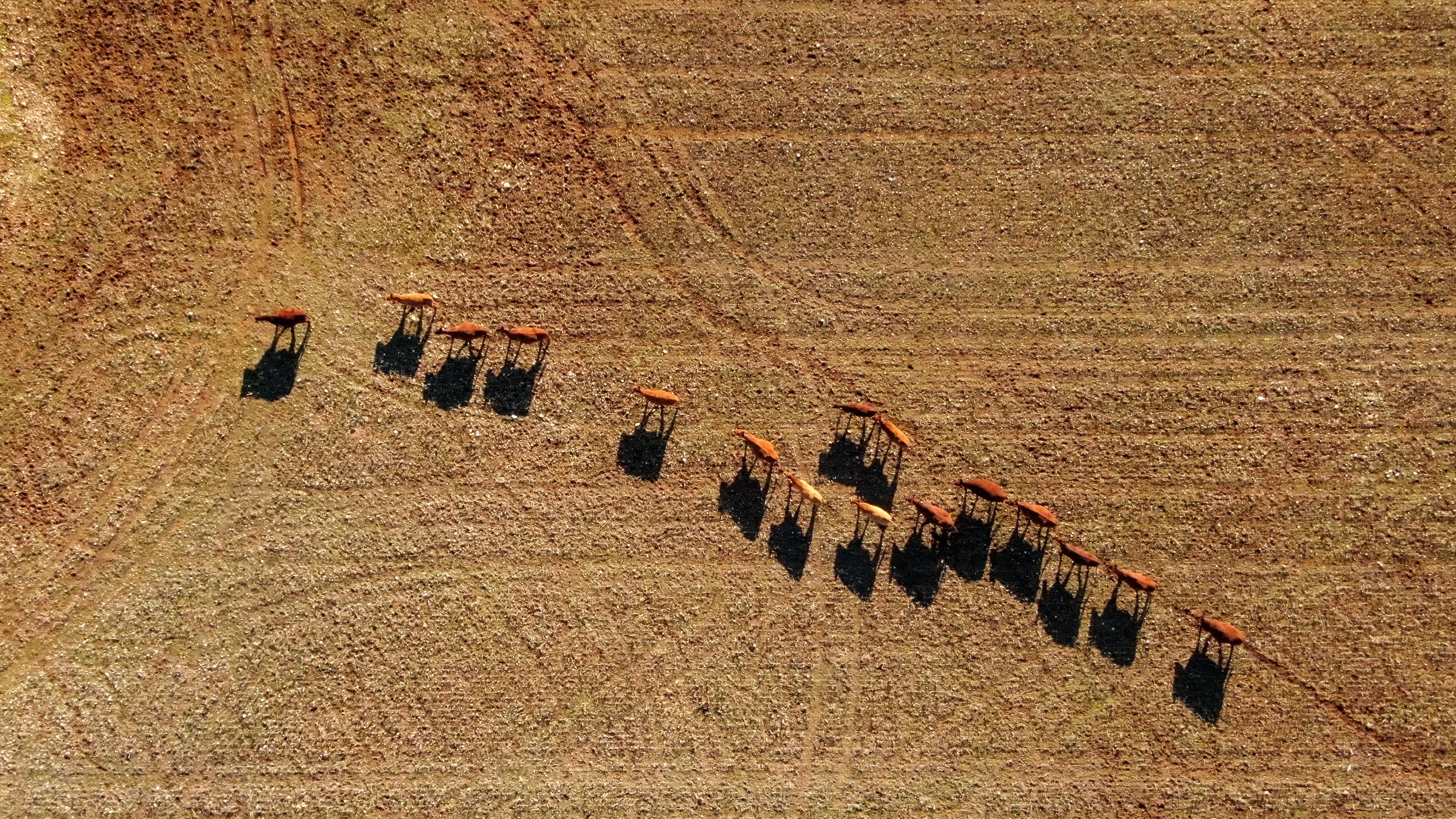 Cows walking across a brown paddock from above