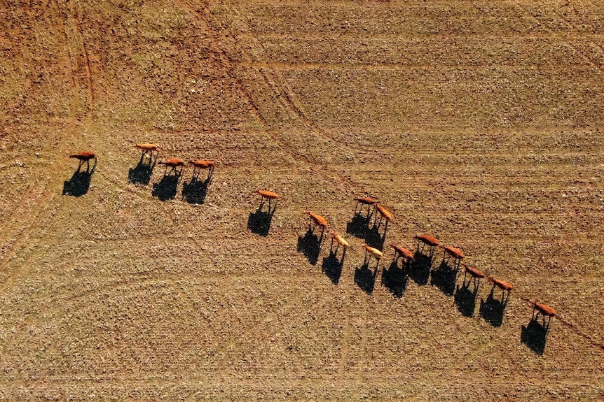 Cows walking across a brown paddock from above