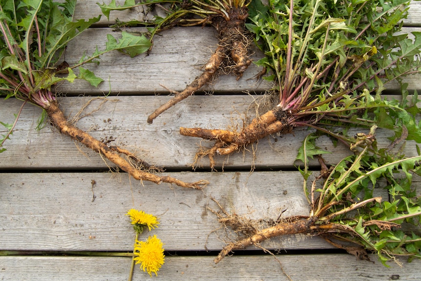 Four dandelion plants, pulled from the root, sit on a wooden table.