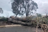 A tree has fallen across a road, rain spatters the lens of the camera.