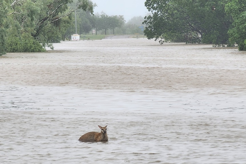 a loan Kangaroo swims in a huge expanse of floodwater 