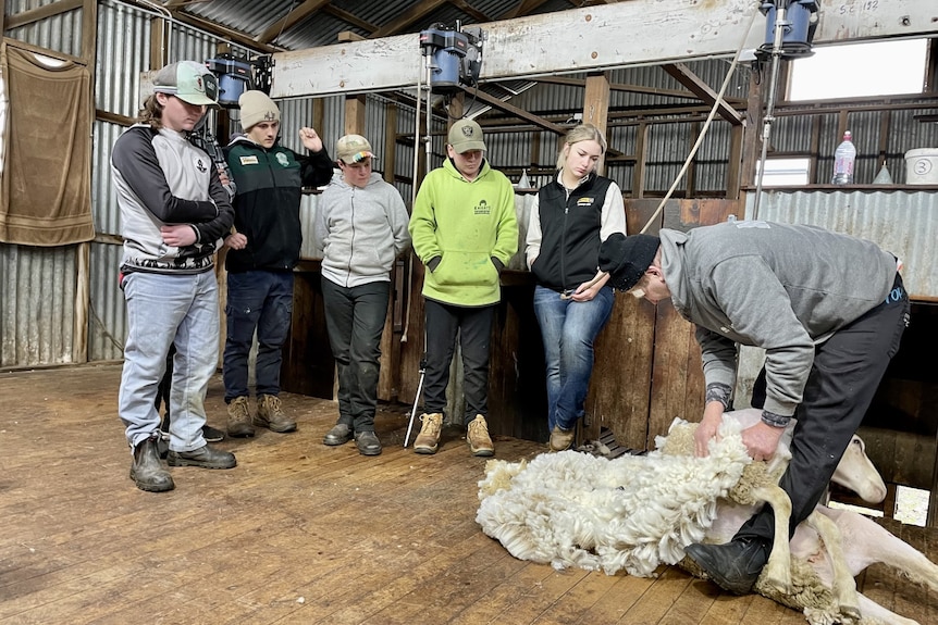 Five people standing watching a man shear a sheep.