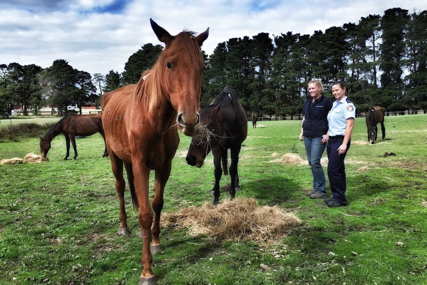 A starving horse eating hay with two RSPCA officials looking on.