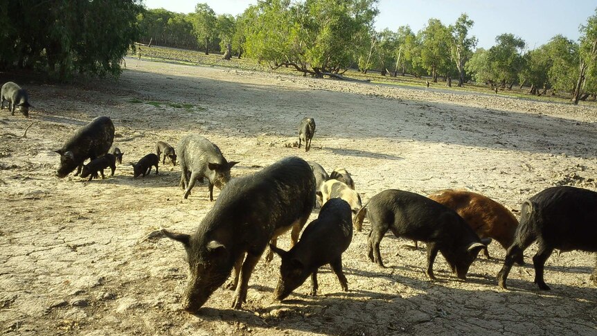feral pigs in a dry wetland.