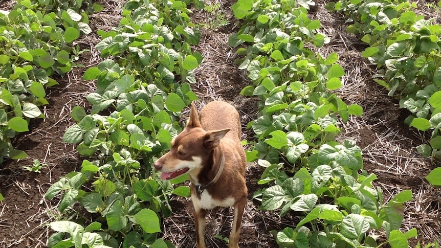 A dog standing in a field of mungbeans