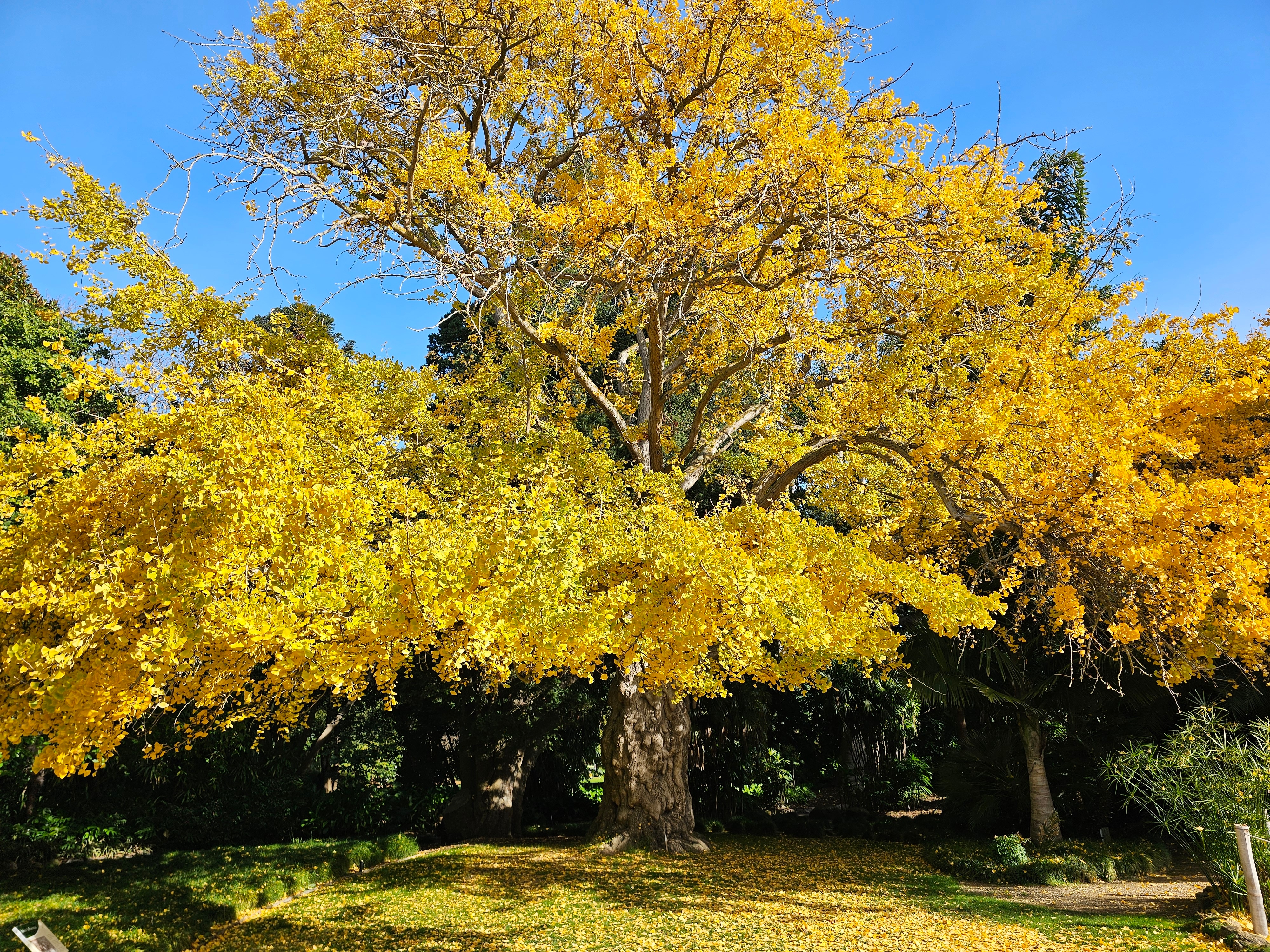 The Geelong Ginkgo with yellow leaves in autumn in front of a blue sky.