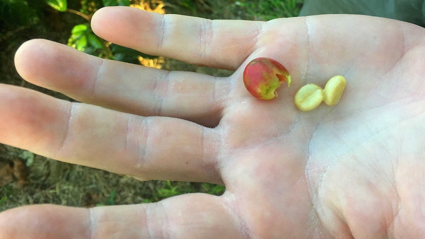 a hand holds two white raw coffee beans and the red outer shell