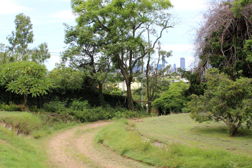 An overgrown garden and driveway with Brisbane City in the distance
