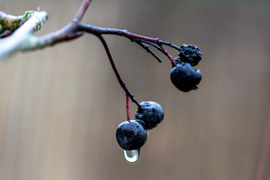 Blue coloured berries on a tree