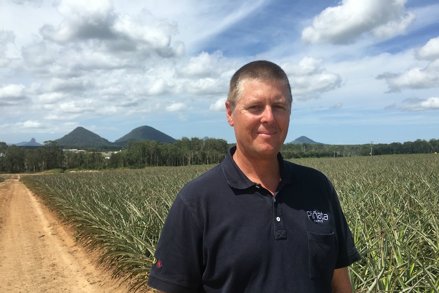 Gavin Scurr standing in a pineapple field.
