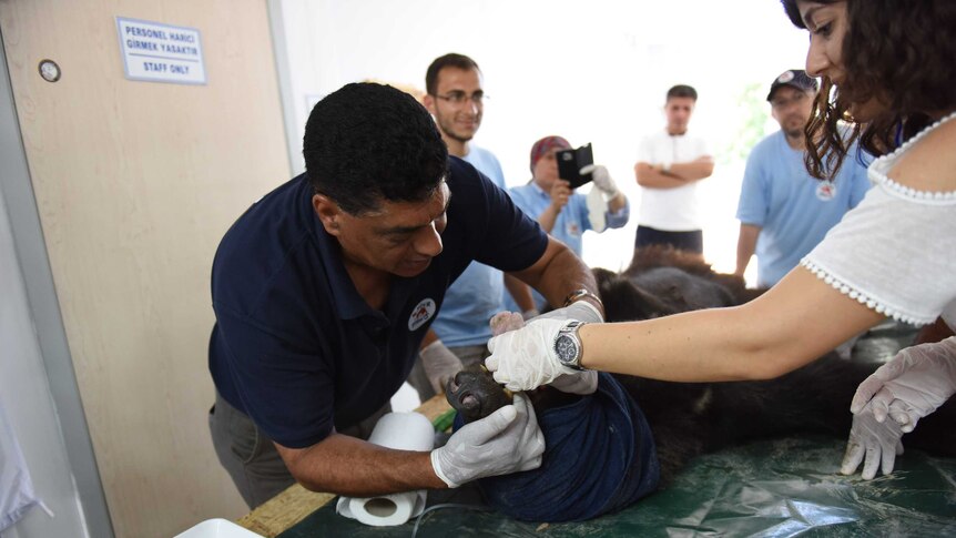 Rescue workers treat injured animals trapped in an amusement park in Syria on a table.