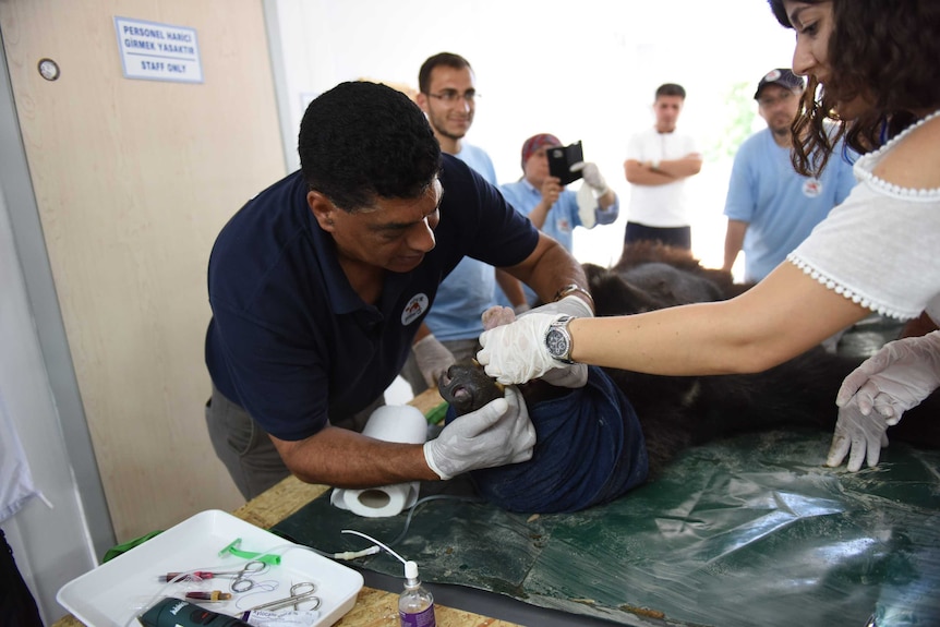 Rescue workers treat injured animals trapped in an amusement park in Syria on a table.