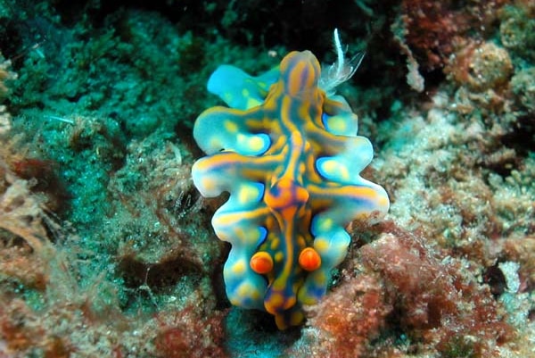 A vividly bright blue and yellow sea slug with curly edges known as Ceratosoma magnifica, among rocks under water.