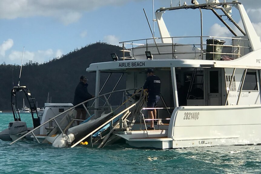 A shark carcass on the stern of a large boat in the Whitsundays