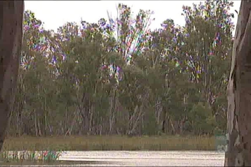 Red gum forests to be protected