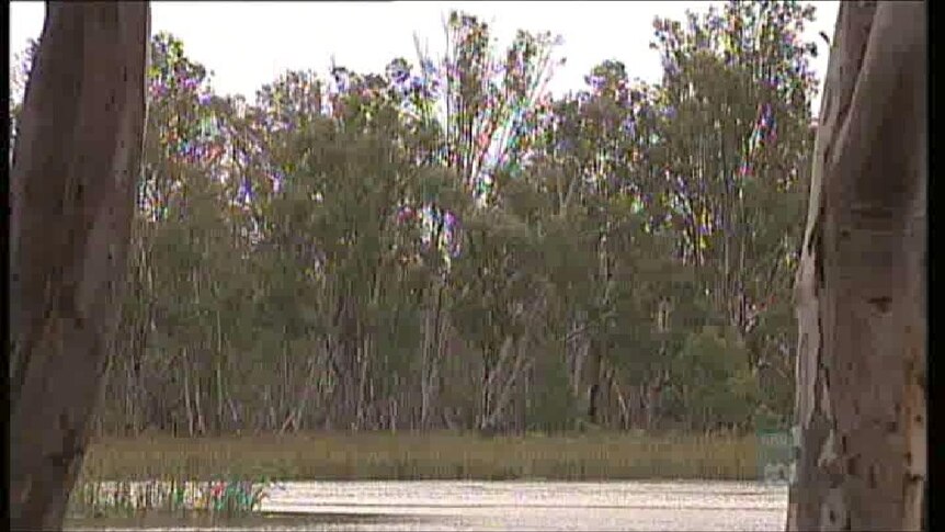 Red gum forests to be protected