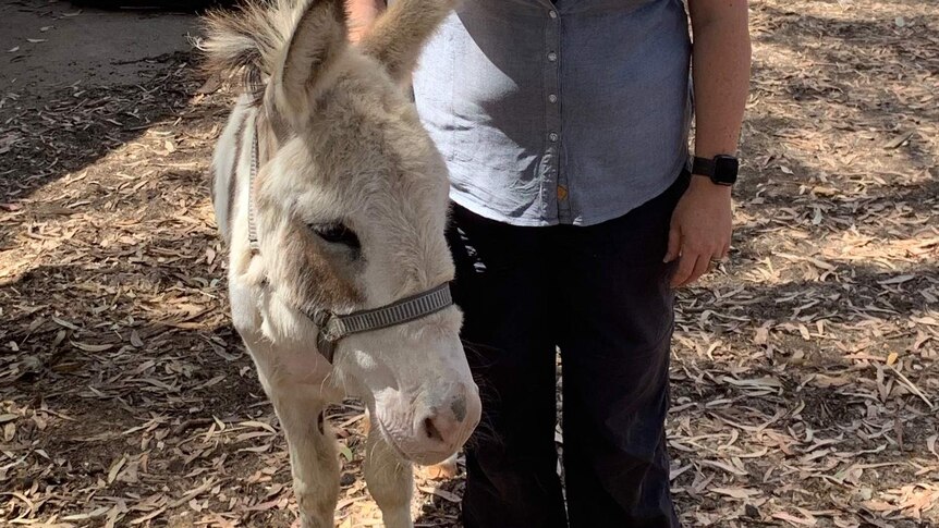 A woman stands and pats her pet donkey on its back