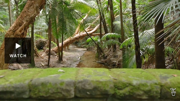 A creek in bushland viewed from a stone bridge. Has Video.