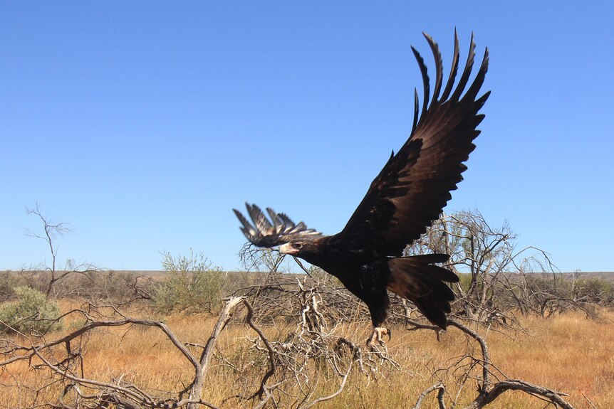 A wedge-tailed eagle in flight with its wings spread