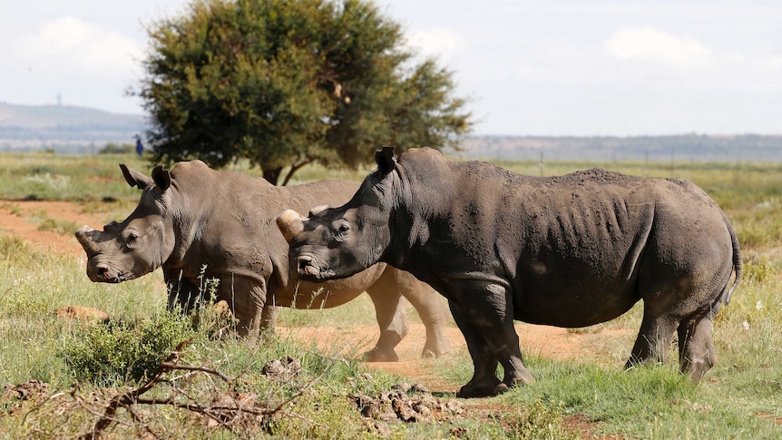 Two black rhinos standing side-by-side are seen at a farm outside Klersdorp, in the north-west province of South Africa.