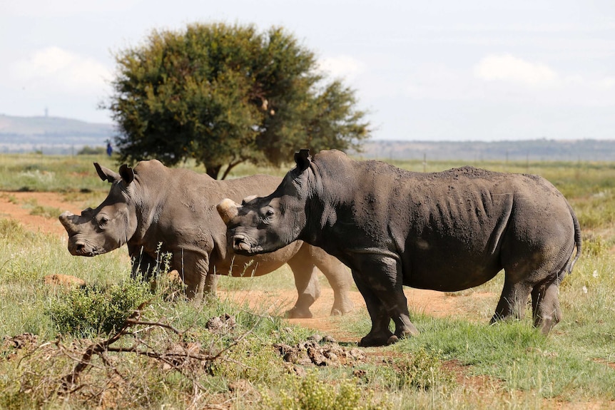 Two black rhinos standing side-by-side are seen at a farm outside Klersdorp, in the north-west province of South Africa.