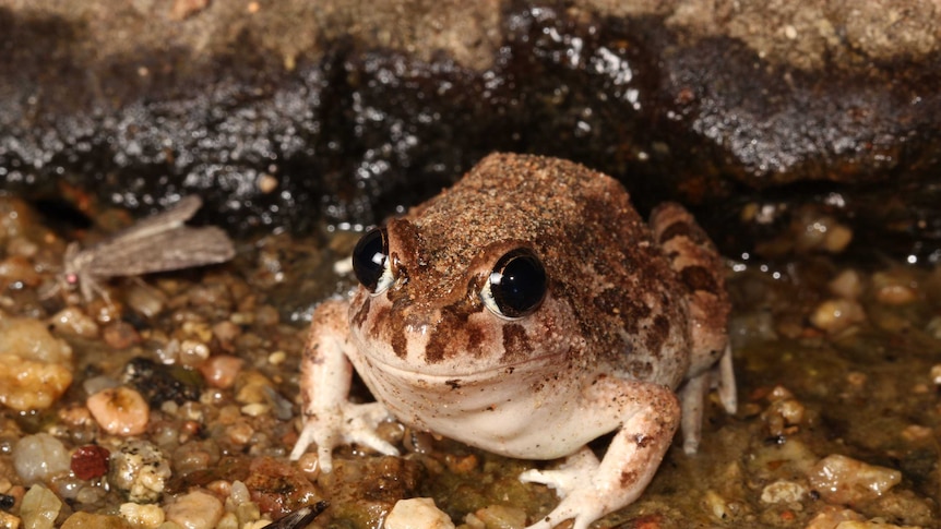 Wide-eyed frog sitting on wet, pebbly, area.